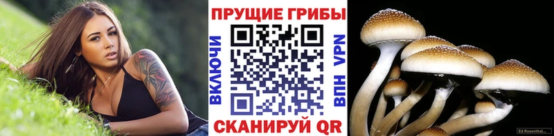 Галлюциногенные грибы Psilocybine cubensis  Скопин 